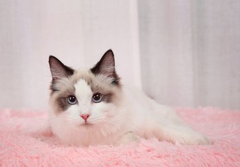 小狐狸钱包怎么安装插件